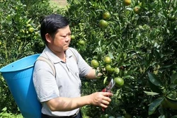 Những đồi quýt bạc tỷ ở huyện vùng cao biên giới Mường Khương