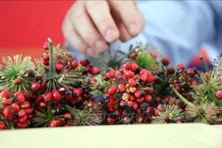Theo người dân trồng sâm, hạt giống giả sâm Ngọc Linh Kon Tum có hạt to, cuốn cứng hạt thật. Ảnh: Cao Nguyên-TTXVN