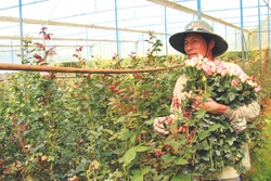 Làng hoa truyền thống Vạn Thành