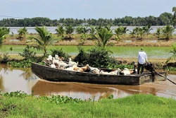 Xã Khánh Bình Tây Bắc, huyện Trần Văn Thời (Cà Mau) đã tích cực triển khai nhiều mô hình hỗ trợ người dân thay đổi tập quán sản xuất, từng bước nâng cao thu nhập cho người dân. Ảnh: Huỳnh Anh
