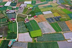 Trên địa bàn tỉnh Lâm Đồng đã hình thành 19 vùng nông nghiệp ứng dụng công nghệ cao trải đều trên 12 huyện, thành phố.Ảnh: Ngọc Hà