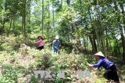 Lai Châu làm tốt công tác bảo vệ rừng mang lại môi trường trong lành và lợi ích kinh tế
