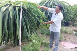 Chuyên canh cây ăn quả có lợi thế ở vùng thuần nông