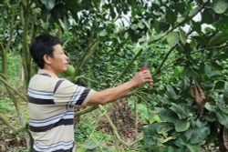Đổi thay nông thôn mới vùng đồng bào dân tộc Raglai