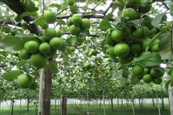 Nhân rộng mô hình trồng táo an toàn trong nhà lưới ở Ninh Thuận