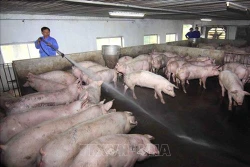 Huyện đầu tiên của Gia Lai công bố hết dịch tả lợn châu Phi
