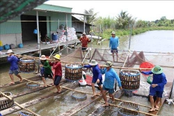 Trả Vinh khuyến khích nông dân mở rộng diện tích nuôi cá tra