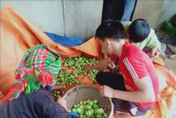 Trồng cây sơn tra giúp đồng bào vùng cao ở Yên Bái tăng thu nhập