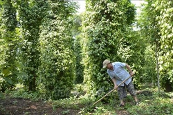 Quảng Trị: Tăng giá trị sản phẩm hồ tiêu theo hướng sản xuất hữu cơ