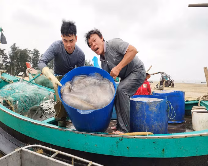 potal-ha-tinh-mua-vang-sua-bien-ngu-dan-ven-bo-boi-thu-7964576.jpg