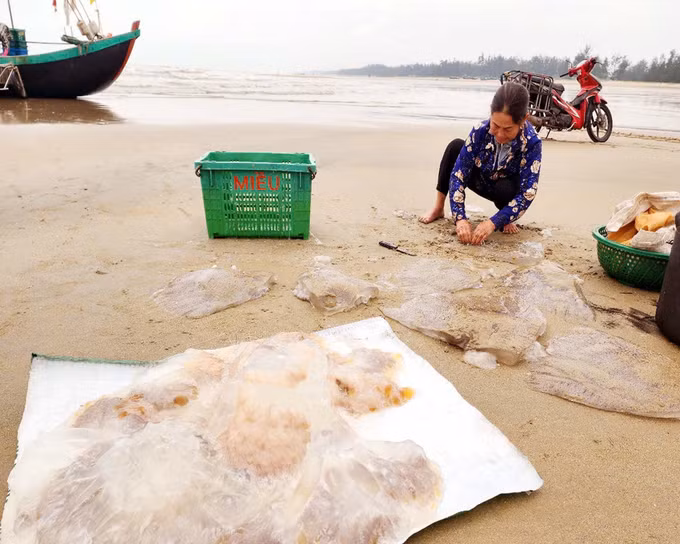 potal-ha-tinh-mua-vang-sua-bien-ngu-dan-ven-bo-boi-thu-7964584.jpg