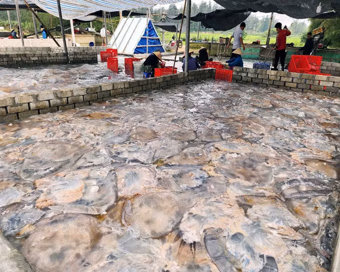 potal-ha-tinh-mua-vang-sua-bien-ngu-dan-ven-bo-boi-thu-7964582.jpg