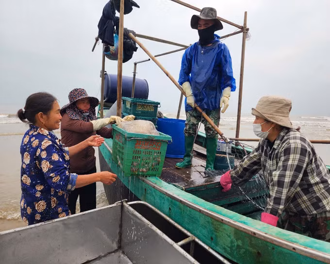 potal-ha-tinh-mua-vang-sua-bien-ngu-dan-ven-bo-boi-thu-7964581.jpg