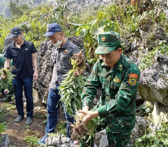 potal-ha-giang-ra-soat-phat-hien-triet-pha-gan-100-cay-thuoc-phien-7302119.jpg