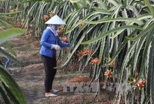Thanh long đã trở thành cây làm giàu của người nông dân ở Bình Thuận. Ảnh: TTXVN