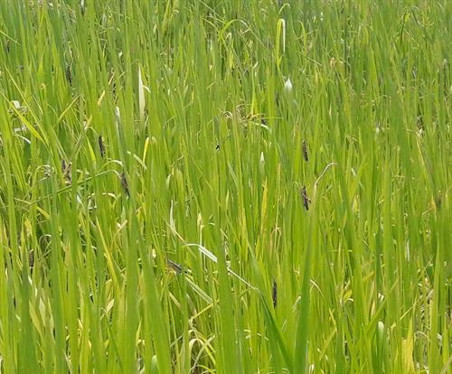 Châu chấu tre lưng vàng xuất hiện lần đầu tiên trên địa bàn huyện biên giới Nậm Pồ, tỉnh Điện Biên. Ảnh: Xuân Tiến - TTXVN