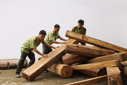 Lực lượng kiểm lâm kiểm đếm số khối lượng gỗ giáng hương bị thu giữ