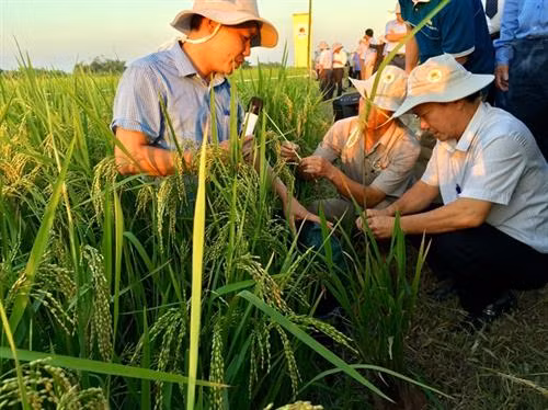 Rầy nâu và rầy lưng trắng kháng với rất nhiều hoạt chất trừ sâu phổ biến. Ảnh: nongnghiep.vn