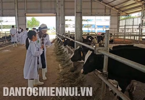 Vệ sinh chuồng trại sạch sẽ trước khi thu hoạch sữa. Ảnh: Nguyễn Dũng Những trang trại bò sữa đạt chuẩn chất lượng cao tại Lâm Đồng còn thu hút nhiều người làm công tác nghiên cứu, người nông dân đến tham quan, học hỏi kinh nghiệm. Ảnh: Nguyễn Dũng Để phát triển đàn bò sữa bền vững, Lâm Đồng khuyến khích các doanh nghiệp đầu tư chăn nuôi bò, tập trung xây dựng chuỗi giá trị liên kết sản xuất với tiêu thụ sản phẩm. Ảnh: Nguyễn Dũng Lâm Đồng là một trong những tỉnh đứng đầu cả nước về số lượng bò sữa và sản lượng sữa. Ảnh: Nguyễn Dũng
