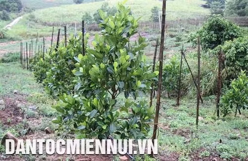 Vườn mít Thái gần 1 năm tuổi trên đất gò, dốc tại thôn 5, xã Ea Sô, huyện Ea Kar. Ảnh: Phạm Cường
