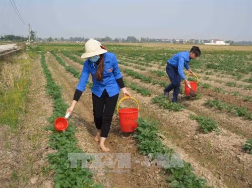 Đoàn viên thanh niên xã Song Liễu, huyện Thuận Thành, tỉnh Bắc Ninh chăm sóc khoai tây trên diện tích đất mượn để làm kinh tế. Ảnh: Thái Hùng – TTXVN