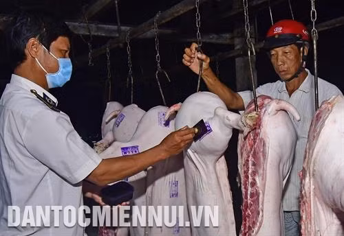 Lợn sau khi giết mổ phải được kiểm định trước khi đưa đi tiêu thụ. Ảnh: Huỳnh Thế Anh