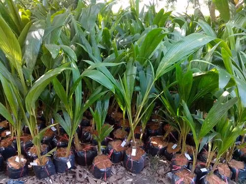 Cây dừa giống xiêm lùn. Ảnh: caygiongnongnghiep.com.vn Cây dừa giống xiêm lùn. Ảnh: caygiongnongnghiep.com.vn