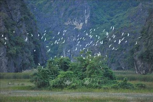 Hàng nghìn, hàng vạn con cò bay lượn trên Đầm Vân Long. Ảnh: Minh Đức - TTXVN Hàng nghìn, hàng vạn con cò bay lượn trên Đầm Vân Long. Ảnh: Minh Đức - TTXVN