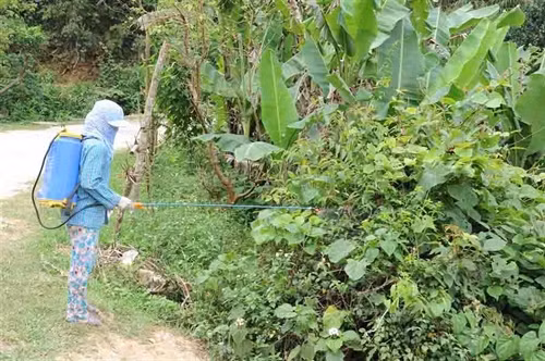 Người dân xã Quang Trọng phun thuốc diệt trừ châu chấu.