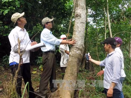 Cán bộ Ban quản lý rừng phòng hộ Sông Tranh kiểm tra khu vực rừng trồng thay thế tại xã Trà Bui, huyện Bắc Trà My. Ảnh: Đỗ Trưởng - TTXVN