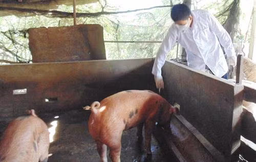 Ngành chức năng tăng cường kiểm tra, khuyến cáo người chăn nuôi chủ động phòng, chống dịch tả heo châu Phi. Nguồn: Báo Long An online