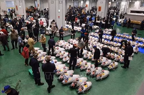 Cá ngừ được bày bán đấu giá tại chợ cá Toyosu mới ở thủ đô Tokyo, Nhật Bản. Ảnh: AFP/ TTXVN