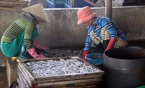 Rửa sạch cá và cho vào khay trước khi đưa vào lò hấp chín. Ảnh: Trịnh Bang Nhiệm – TTXVN Rửa sạch cá và cho vào khay trước khi đưa vào lò hấp chín. Ảnh: Trịnh Bang Nhiệm – TTXVN