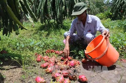 Thanh Long bán không ai mua nên được dùng làm thức ăn cho chăn nuôi cá, nuôi lợn. Ảnh: Kim Há/TXVN