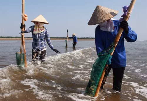 Trung bình một buổi sáng, mỗi người dân cào được 5-8 kg ngao Trung bình một buổi sáng, mỗi người dân cào được 5-8 kg ngao