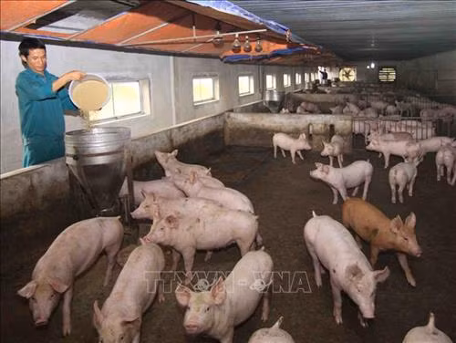 Định hướng của ngành Nông nghiệp thời gian tới chưa cho tái đàn, tập trung phát triển chăn nuôi tập trung an toàn dịch bệnh có kiểm soát. Ảnh: Vũ Sinh - TTXVN