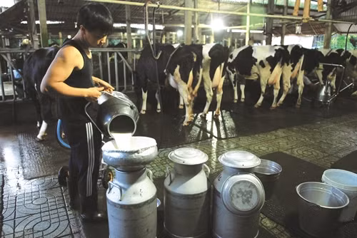 Khi khai thác sữa bò, cần quan sát kỹ chất lượng sữa để kịp thời phát hiện triệu chứng của bệnh viêm vú