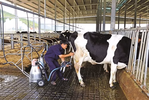 Để phòng bệnh viêm vú cho bò, trước khi vắt sữa phải vệ sinh sạch sẽ chuồng trại, bầu vú và dụng cụ vắt sữa