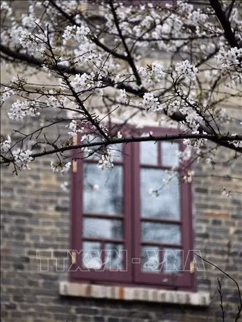Hoa Anh đào nở rộ tại Vũ Hán, tỉnh Hồ Bắc, Trung Quốc, ngày 14/3/2020. Ảnh: THX/TTXVN Hoa Anh đào nở rộ tại Vũ Hán, tỉnh Hồ Bắc, Trung Quốc, ngày 14/3/2020. Ảnh: THX/TTXVN