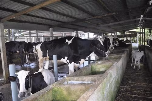 Một mô hình chăn nuôi bò sữa hiệu quả tại xã Vĩnh Lộc A, huyện Bình Chánh. Ảnh: Phan Minh Hưng/TTXVN