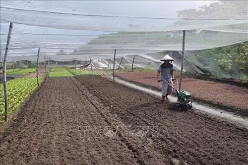 Nông dân xã Vĩnh Lộc A, huyện Bình Chánh chuyển đổi cơ cấu nông nghiệp sang trồng rau màu nhằm thích ứng với biến đổi khí hậu và thổ nhưỡng trong vùng. Ảnh: Phan Minh Hưng/TTXVN