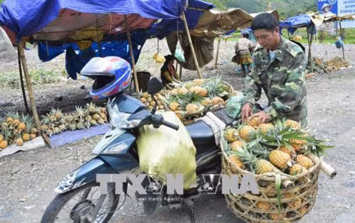 Thương lái gom dứa từ các hộ bán lẻ dọc Quốc lộ 12. Ảnh: Xuân Tư – TTXVN
