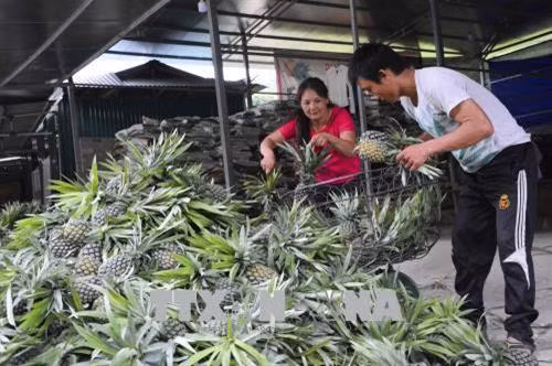 Người dân cân dứa để bán cho thương lái. Ảnh: Xuân Tư – TTXVN