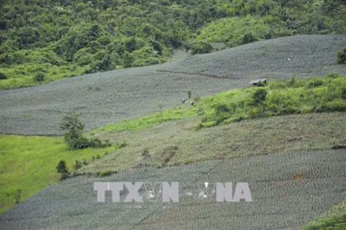 Những sườn đồi được phủ xanh bằng cây dứa. Ảnh: Xuân Tư – TTXVN