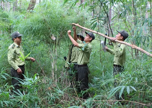Kiểm lâm Vườn Quốc gia Yok Đôn tháo dỡ bẫy thú.