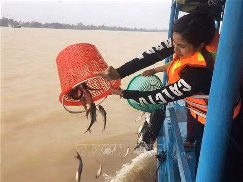 Người dân tỉnh An Giang tham gia thả các giống cá bản địa xuống sông Vàm Nao (một nhánh của sông Hậu) nhằm tái tạo nguôn lợi thủy sản. Ảnh: Công Mạo-TTXVN