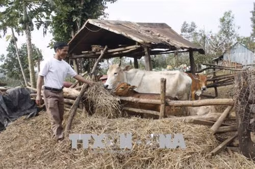 Anh Rơ Chăm Phen, làng Kênh Chóp, xã Ia Nhin, huyện Chư Păh được cấp bò giống. Nay đàn bò đã sinh sản, giúp gia đình anh ổn định kinh tế gia. Ảnh: Hồng Điệp - TTXVN