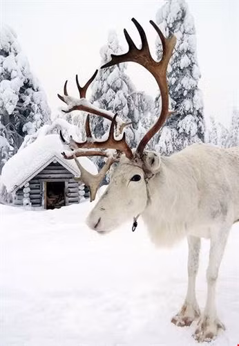 Có khoảng 400.000 người đến thăm quan tại ngôi làng của ông già tuyết Santa Claus ở Rovaniemi, Lapland mỗi năm. Theo truyền thuyết, ông già Noel đầu tiên sống trên núi Korvatunturi, cao 483 m nằm ở phía đông Lapland. Người dân nơi đây truyền tai nhau vì dãy núi mang hình dáng của cái tai nên ông già Noel có thể lắng nghe được mọi mong ước của trẻ em trên khắp thế giới. Chưa trang trí Noel, những ngôi nhà ở khu làng vẫn tuyệt đẹp nhờ Tuyết phủ trắng xóa quanh nhà. Khu làng ở trên cao như trong truyện cổ tích. Những ánh nắng hiếm hoi của vùng đất phủ đầy Tuyết trắng. Những chú tuần lộc nằm giữa đường thưởng thức tuyết. Tuần lộc được nuôi khá nhiều nơi đây. Về đêm, quê hương của ông già Noel cũng đượm một màu tuyệt đẹp của xứ sở thần tiên. Tuyết phủ trắng cảnh vật nơi đây