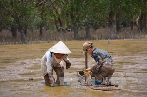 Nghề “trượt mong” ở Trần Đề ảnh 3 Nghề “trượt mong” ở Trần Đề ảnh 3