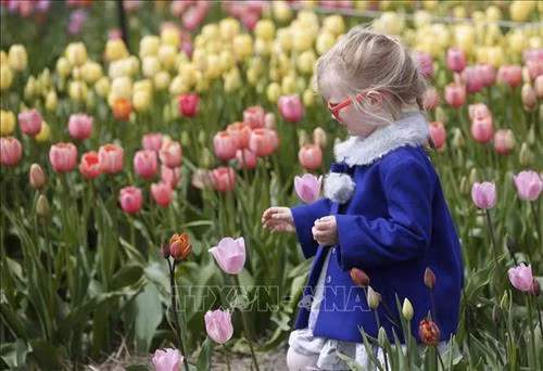 Du khách ngắm hoa Tulip tại Lễ hội Hoa Tulip thường niên ở Abbotsford, Canada ngày 26/4. Ảnh: THX/TTXVN Khách chụp ảnh lưu niệm tại Lễ hội Hoa Tulip ở Abbotsford, Canada, ngày 26/4. Ảnh: THX/TTXVN